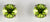 White GOld 6mm Peridot Earrings